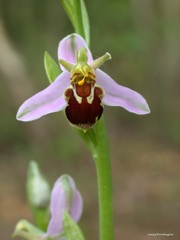 Ophrys apifera, photograph (c) Leonard Worthington, some rights reserved (CC BY)