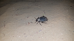 Prionotheca coronata