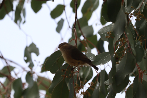Weebill