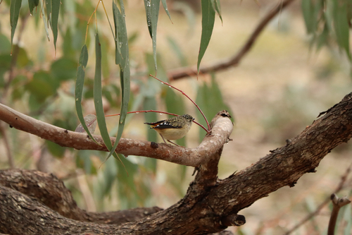 Spotted Pardalote