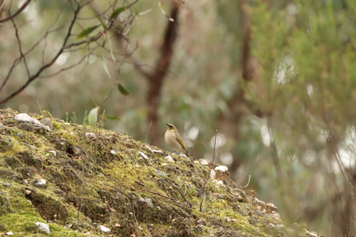Fuscous Honeyeater