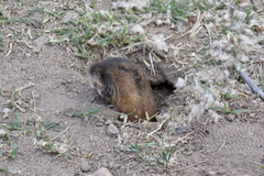 Thomomys umbrinus