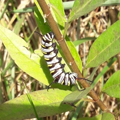 Danaus gilippus gilippus