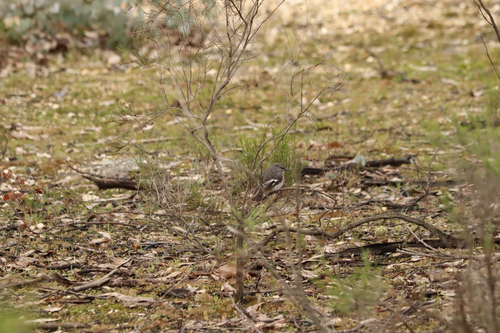 Hooded Robin
