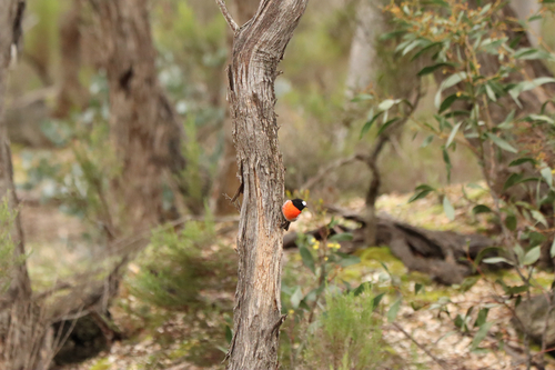 Scarlet Robin