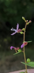 Clarkia heterandra