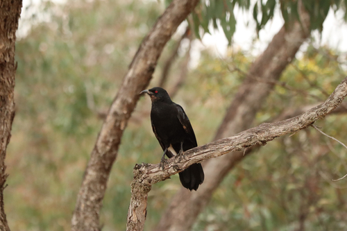 White-winged Chough
