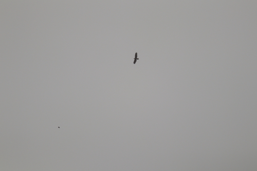 Mainland Wedge-tailed Eagle