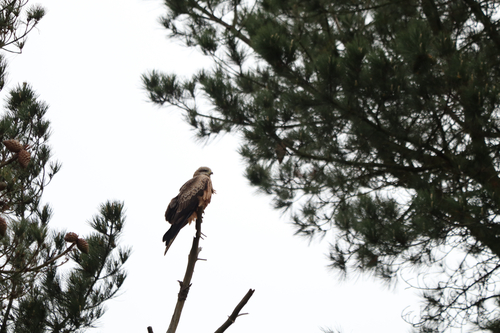 Black Kite