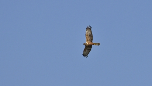 iNaturalist: (c) Daryl de Beer, some rights reserved (CC BY-NC), uploaded by Daryl de Beer iNaturalist image