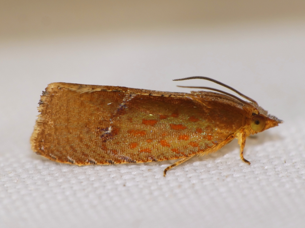 Eucosmogastra miltographa