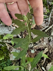Aureolaria virginica, photograph (c) Summit Metro Parks, some rights reserved (CC BY)