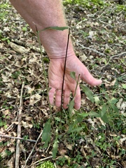 Aureolaria virginica, photograph (c) Summit Metro Parks, some rights reserved (CC BY)