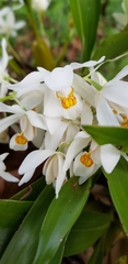 Coelogyne nitida