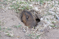 Thomomys umbrinus