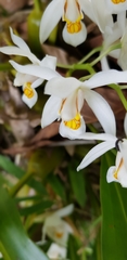 Coelogyne nitida