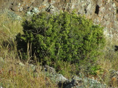 Galium catalinense acrispum
