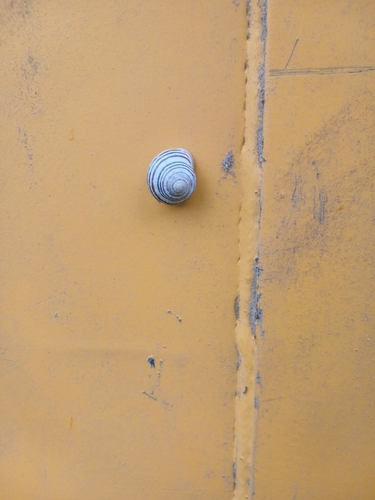 Brown-lipped Snail