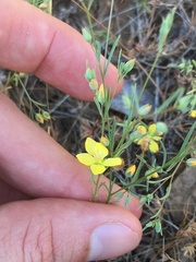 Hesperolinon breweri