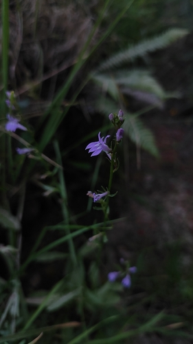 Lobelia urens, photograph 2