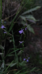Lobelia urens, photograph (c) João Lima, some rights reserved (CC BY)