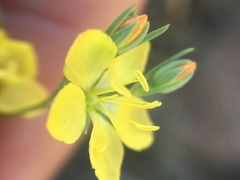 Hesperolinon breweri