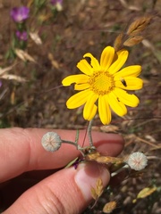 Eriophyllum lanatum achilleoides