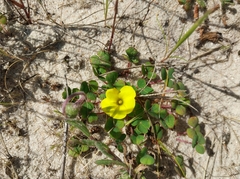 Oxalis luteola, photograph (c) De Waal Hugo, some rights reserved (CC BY)