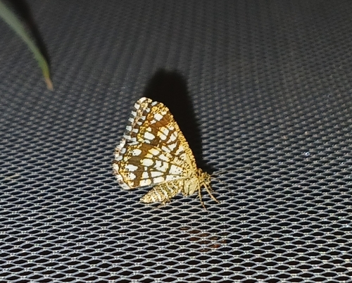 Latticed Heath