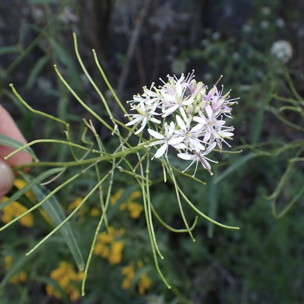 Thelypodium wrightii; photograph (c) Sue Carnahan, some rights reserved (CC BY)