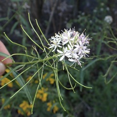 Thelypodium wrightii