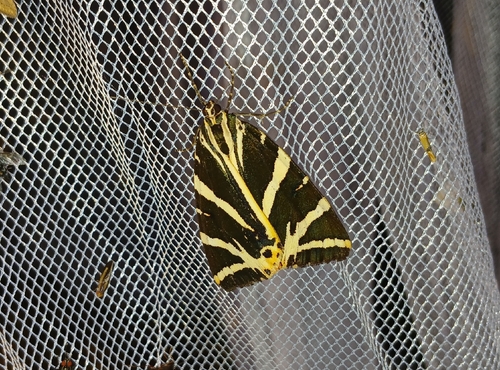 Jersey Tiger