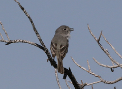 Vireo vicinior