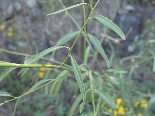 Thelypodium wrightii, photograph 2