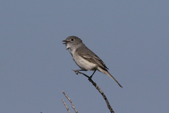 Vireo vicinior