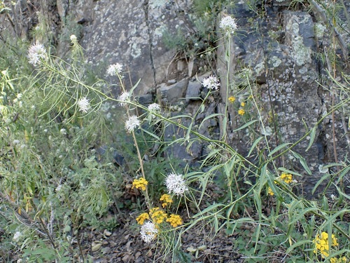 Thelypodium wrightii, photograph 3