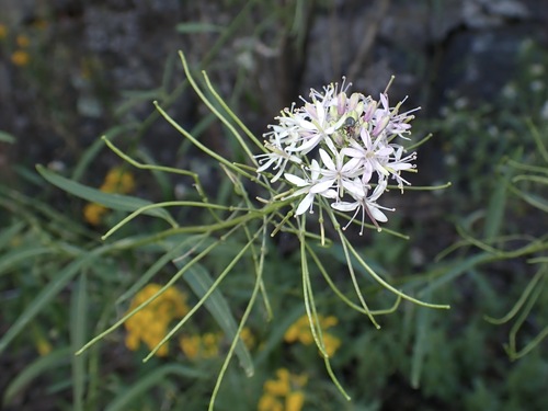 Thelypodium wrightii, photograph 4