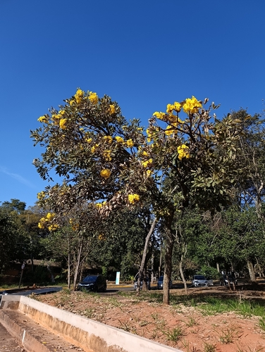Yellow Trumpet-tree