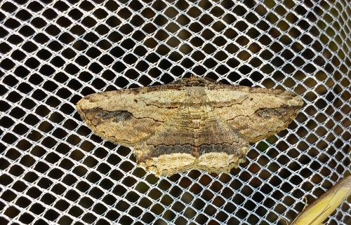 Waved Umber