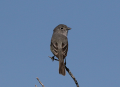 Vireo vicinior