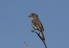 Vireo vicinior