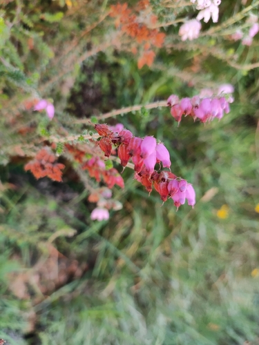 Erica ciliaris, photograph 3