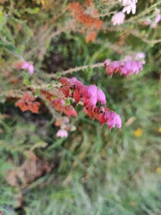 Erica ciliaris, photograph (c) João Lima, some rights reserved (CC BY)