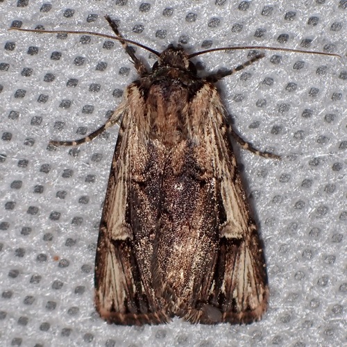 Dichagyris cataclivis photo 4