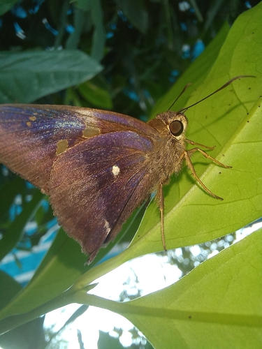 Common Awl