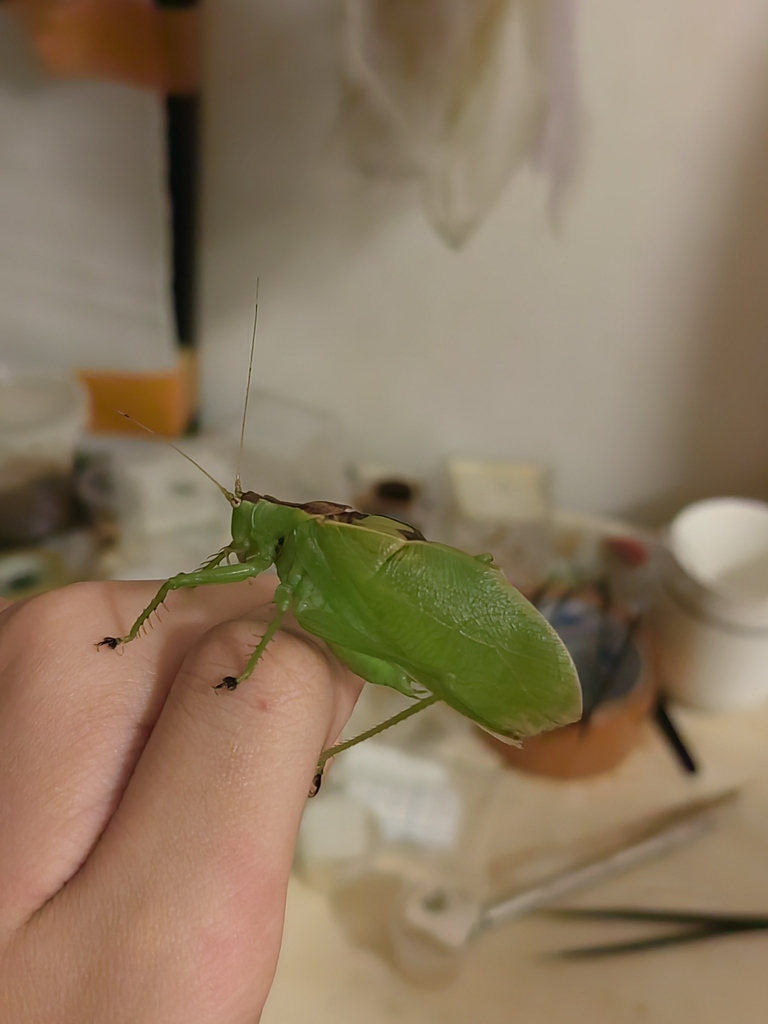 Hexacentrus nanlingensis
