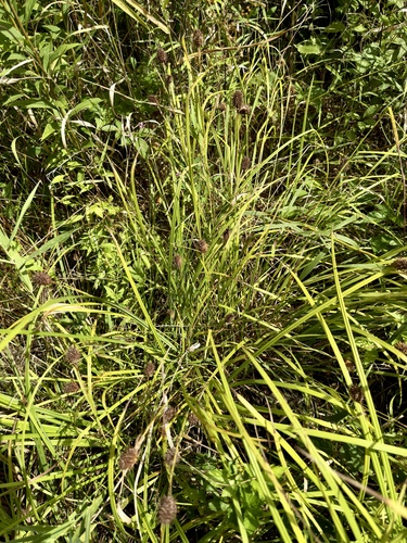 Carex squarrosa, photograph 3