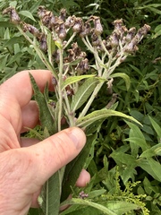 Vernonia missurica, photograph (c) Summit Metro Parks, some rights reserved (CC BY)