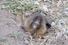 Thomomys umbrinus