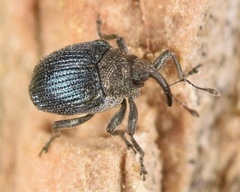 Ceutorhynchus erysimi